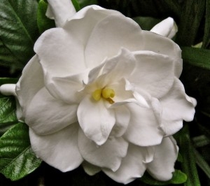 jenn-blooming