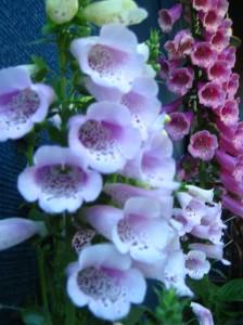 use-garden-club
