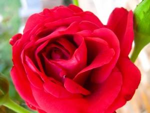 Don Juan Rose 