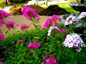 Summer Phlox Adorn the Dirt and Mulch Piles in Front